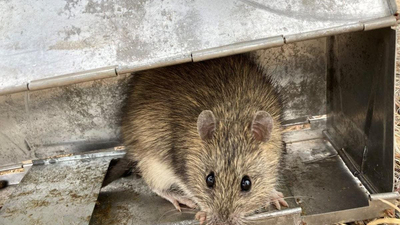 Native Long-haired Rat pokes its head out.