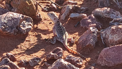 Central Netted Dragon