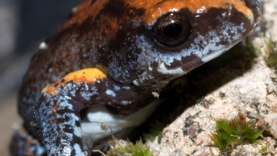 The Magnificent Broodfrog Photo.