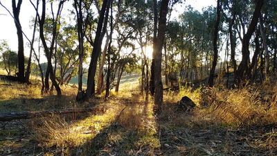 Sunlight through the woodlands.