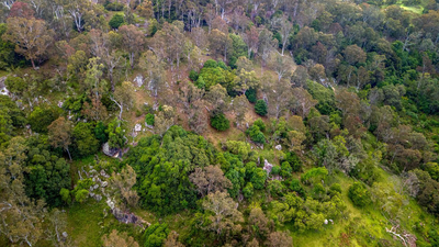 Brogo Wet Vine Forest is a threatened ecological community.