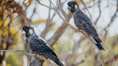 Beautiful and endangered Carnabys Black cockatoos