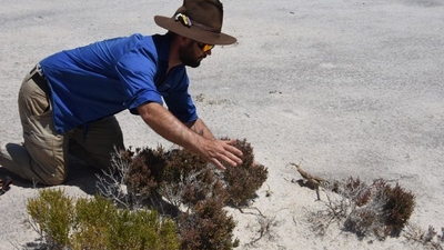 Ben Parkhurst capturing a Claypan Dragon at Charles Darwin Reserve.