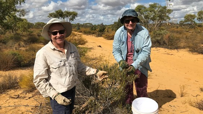 Sheoak seed collection.