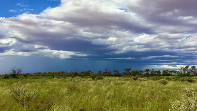 Fields of grass.