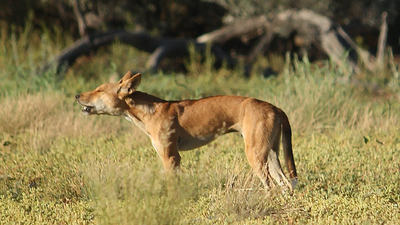 Buddy the Dingo.