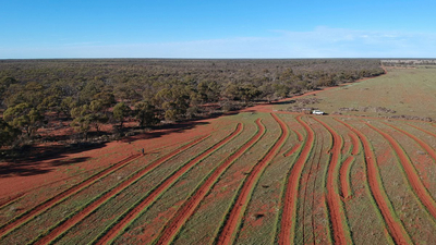 Large scale York gum woodland restoration at Bush Heritage Australias Eurardy station reserve.