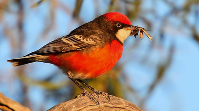 Male Crimson Chat. Photo by Amanda Bryant.