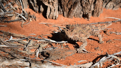 Freshly released Thorny Devil.