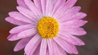 Flower at Bon Bon Reserve.