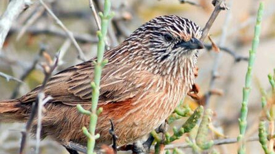 Western Grasswren.