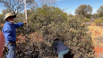 Undertaking baseline surveys of Sandalwood on Bon Bon Reserve. Photo by Richard McLellan.