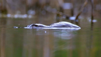 The final photograph: a platypus on Scottsdale Reserve, NSW. Photo Richard Taylor.