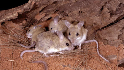 The Spinifex Hopping Mouse is found on Bon Bon, Cravens Peak, Ethabuka and Eurardy reserves. Photo Steve Parish/Nature Connect.