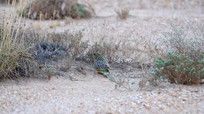 A young Night Parrot photographed on Pullen Pullen Reserve in December 2017. Photo Nick Leseberg.