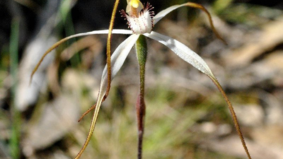 Stuart Mill Spider Orchid. Photo by Julie Radford.