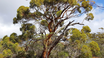 Gimlet Gum at Charles Darwin Reserve.