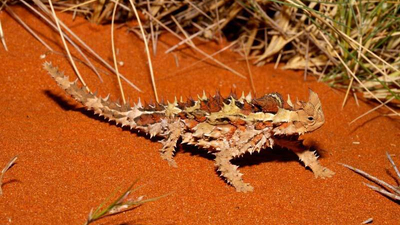 Thorny Devil. Photo A.J Emmott.