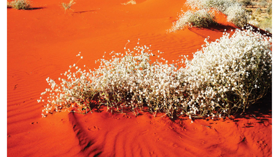Flowers in the desert sands on the cover of Bushtracks Summer 2018.
