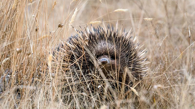 This Short-beaked Echidna is among many native animal residents at the Round House Reserve.