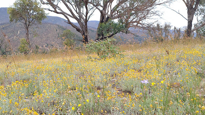 Scottsdale grassland