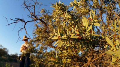 32049 sandalwood monitoring