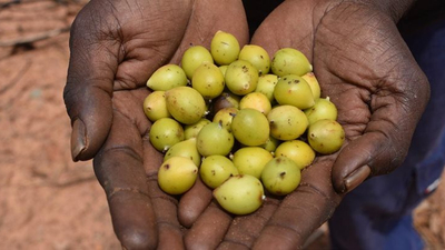 Handful of Milky Plumb fruits. Photo Julia Salt.