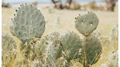 The front cover of Bushtracks Summer 2022 newsletter shows cactus growing on Buckabanyule Reserve.