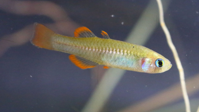Red-finned Blue-eye. By Peter Wallis