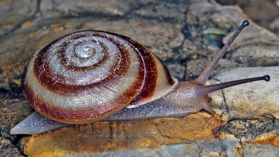 A land snail found on Bigge Island. By Vince Kessner.