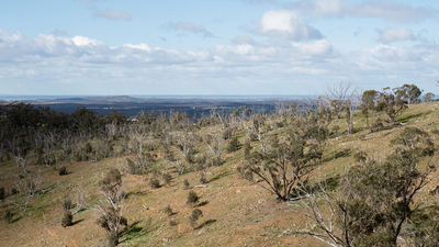 RS29681 nardoo tree dieback by amelia caddy