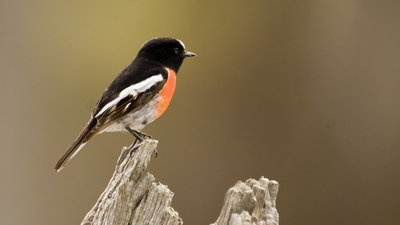 RS4366 SCOTT FAUNA Scarlet Robin 2007 April Jiri Lochman