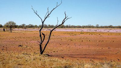 Wildflowers cover a claypan on Martu Country, Birriliburu Indigenous
Protected Area, Western Australia. By Bee Stephens