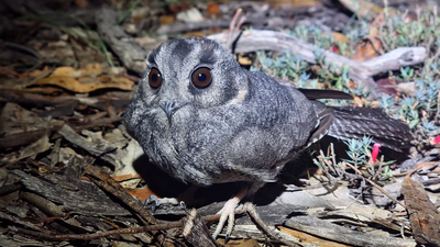 An Australian Owlet-nightjar. Photo Caleb Traher.