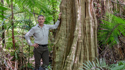 Dr Bruce Webber with the largest Ryparosa kurrangii he has seen, Fan Palm Reserve in the Daintree Rainforest, Kuku Yalanji Country, QLD.