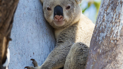Koala wedged in the fork of a tree on cover of Bushtracks Magazine, Spring 2025.