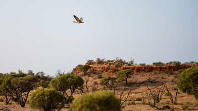 An Australian Bustard takes flight over Evelyn Downs Reserve, Antakirinja Matu-Yankunytjatjara and Yankunytjatjara Country, South Australia. By Annette Ruzicka