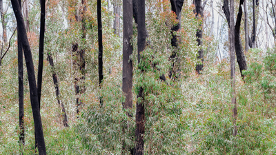 RS38176 forest regrowing after fire Burrin Burrin by Tim Clark