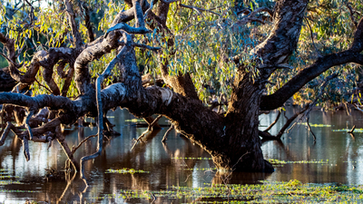 Coolabah Tree. By Annette Ruzicka