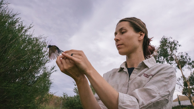 Ecologist Dr Donna Belder releasing a bird. Photo Tad Souden.