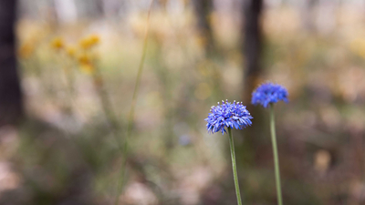 Blue Pin Cushion Flowers at Tarcutta Hills Reserve.