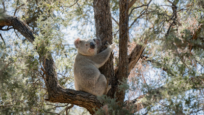 A Koala at Avocet Reserve.