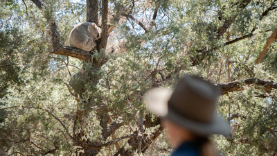 Reserve Manager Becky Miller watches a Koala asleep in a tree.