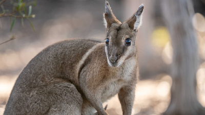 A Bridled Nail-tail Wallaby at Avocet.