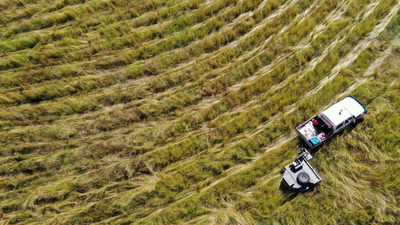 Aerial view of harvesting grassland seeds on Carnarvon.