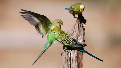 Budgerigars.
