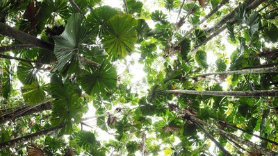 Fan Palm canopy.