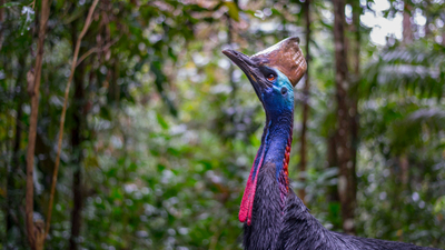 A Southern Cassowary.