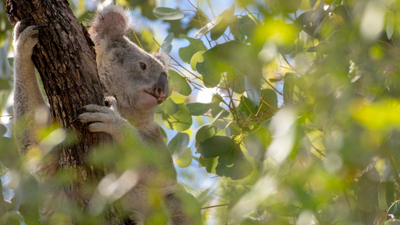 Koala in tree.