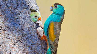 Golden-shouldered Parrot pair, male and female, at their nest.